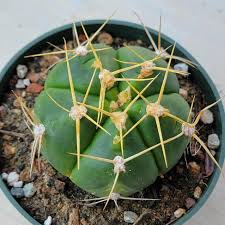 Image result for Gymnocalycium