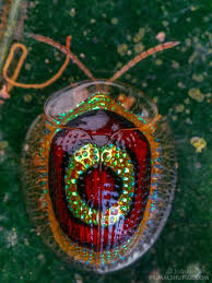 Attēlu rezultāti vaicājumam “Licea minima macro”