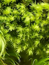 Attēlu rezultāti vaicājumam “Aulacomnium androgynum”