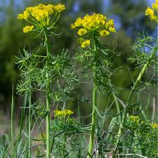 Attēlu rezultāti vaicājumam “Euphorbia cyparissias flower”