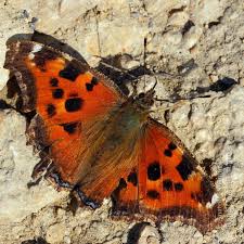 Attēlu rezultāti vaicājumam “Nymphalis xanthomelas upperside”