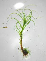 Attēlu rezultāti vaicājumam “Dicranella heteromalla”