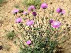 File:<b>Cirsium</b> perplexans.jpg