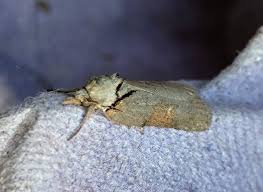 Attēlu rezultāti vaicājumam “Nycteola sp.”