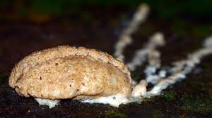 Attēlu rezultāti vaicājumam “Dictydiaethalium plumbeum spores”