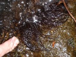 Attēlu rezultāti vaicājumam “Lemanea fluviatilis”