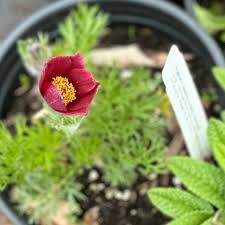 Image result for Pulsatilla