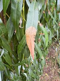 Attēlu rezultāti vaicājumam “Lyonetia prunifoliella”