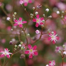Image result for Gypsophila elegans