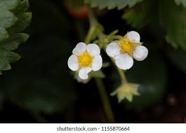 Attēlu rezultāti vaicājumam “Fragaria x ananassa flower”