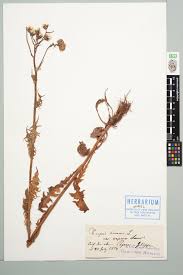 Attēlu rezultāti vaicājumam “Crepis biennis”