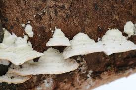 Attēlu rezultāti vaicājumam “Steccherinum ochraceum”