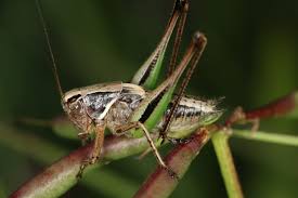 Attēlu rezultāti vaicājumam “Metrioptera brachyptera”