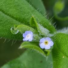 Attēlu rezultāti vaicājumam “Myosotis sparsiflora flower”