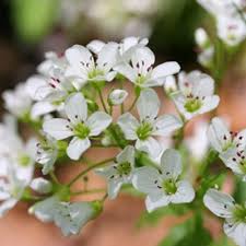 Attēlu rezultāti vaicājumam “Cardamine amara”