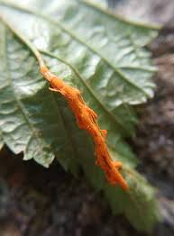 Attēlu rezultāti vaicājumam “Triphragmium ulmariae”