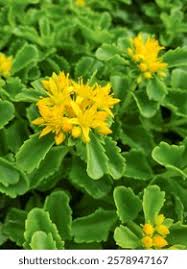 Attēlu rezultāti vaicājumam “Sedum aizoon fruit”