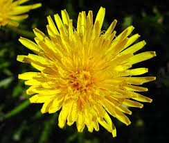 Attēlu rezultāti vaicājumam “Taraxacum suecicum leaf”