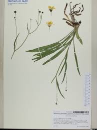 Attēlu rezultāti vaicājumam “Acinos arvensis leaf”