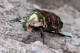 Attēlu rezultāti vaicājumam “Liocola lugubris”