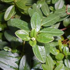 Attēlu rezultāti vaicājumam “Helianthemum nummularium leaf”