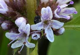 Attēlu rezultāti vaicājumam “Mentha arvensis flower”