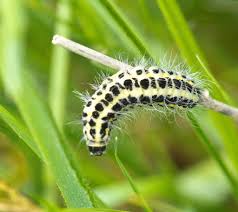 Attēlu rezultāti vaicājumam “Zygaena lonicerae”