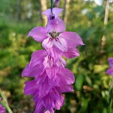 Attēlu rezultāti vaicājumam “Gladiolus imbricatus”