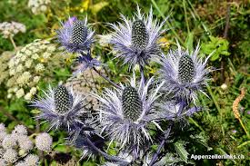 Image result for Blaudistel