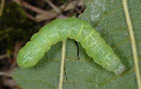 Attēlu rezultāti vaicājumam “Melanchra persicariae”