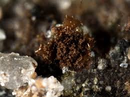 Attēlu rezultāti vaicājumam “Licea minima”