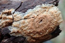 Attēlu rezultāti vaicājumam “Phlebia serialis”