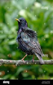 Attēlu rezultāti vaicājumam “Sturnus vulgaris male”