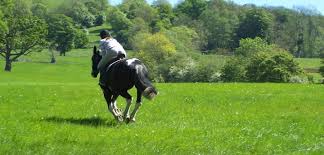 Image result for Uwe Riding Club