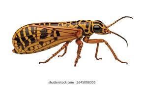 Attēlu rezultāti vaicājumam “Adalia decempunctata”