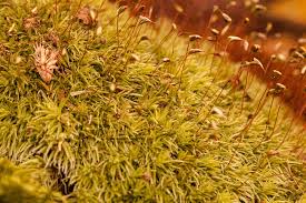 Attēlu rezultāti vaicājumam “Lophocolea minor macro”