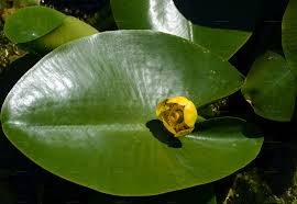 Attēlu rezultāti vaicājumam “Nuphar lutea leaf”