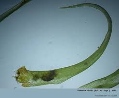 Attēlu rezultāti vaicājumam “Dicranum viride”