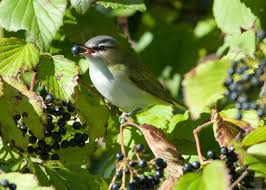 Image result for Vireo philadelphicus