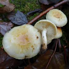 Attēlu rezultāti vaicājumam “Flaviporus citrinellus”