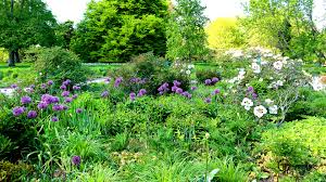 Image result for Zierlauch