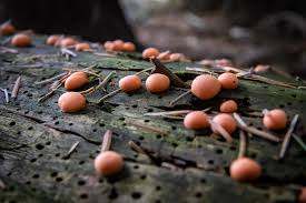 Attēlu rezultāti vaicājumam “Tubiferaceae”