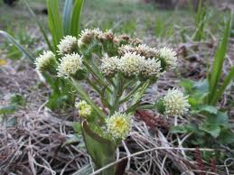 Attēlu rezultāti vaicājumam “Petasites spurius”