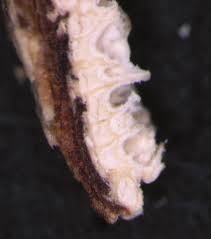 Attēlu rezultāti vaicājumam “Diplomitoporus flavescens”