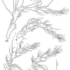 Attēlu rezultāti vaicājumam “Belbodamaeus sp.”