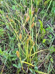 Attēlu rezultāti vaicājumam “Carex pulicaris”