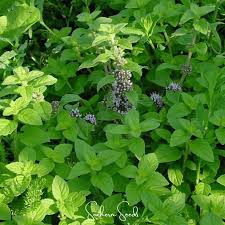 Attēlu rezultāti vaicājumam “Mentha arvensis leaf”