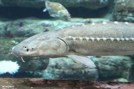 Image result for Acipenser transmontanus