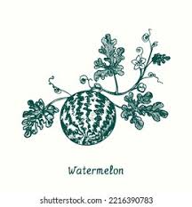 Attēlu rezultāti vaicājumam “Citrullus lanatus leaf”