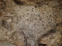 Attēlu rezultāti vaicājumam “Arthonia byssacea”